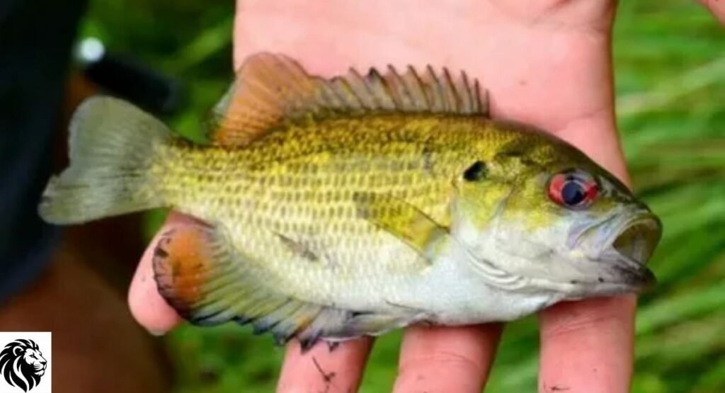 Rock Bass