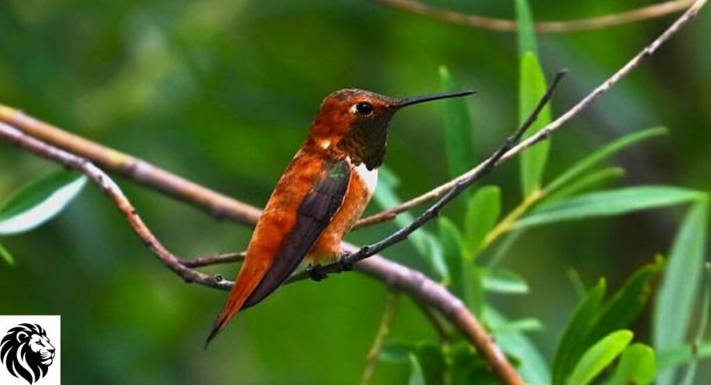 Rufous Hummingbird