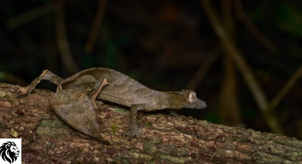 Satanic Leaf-Tailed Gecko