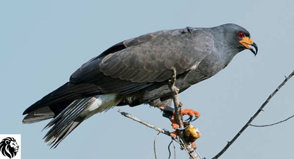 Snail Kite