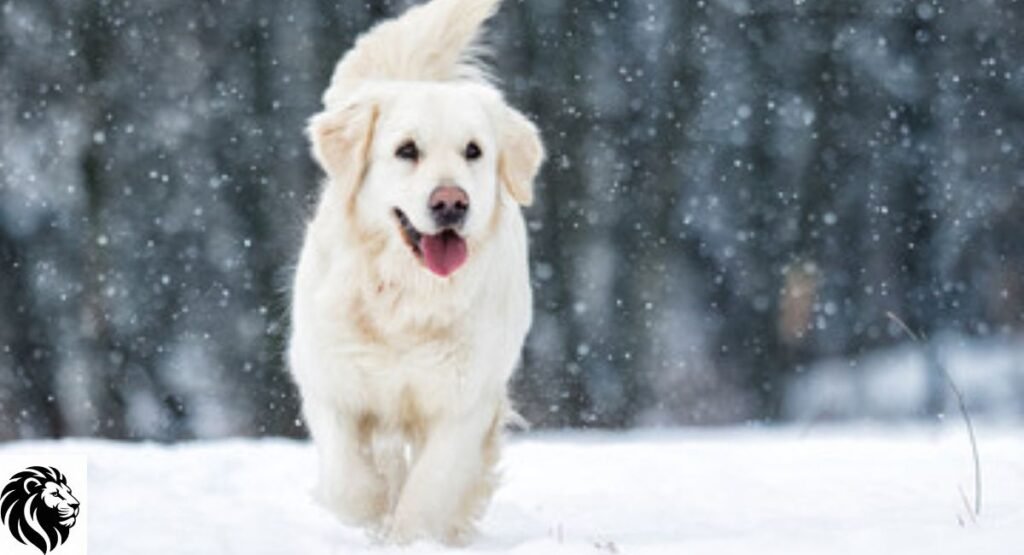 Snowy