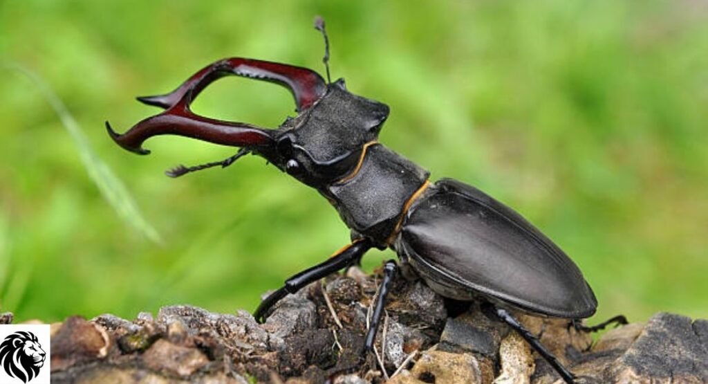 Stag Beetle