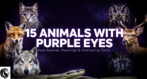 15 Animals With Purple Eyes: Rare Species, Meanings & Interesting Facts