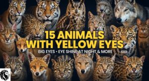 15 Animals With Yellow Eyes: Big Eyes, Eye Shine at Night & More