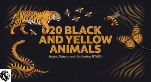 20 Black and Yellow Animals: Stripes, Patterns and Fascinating Wildlife