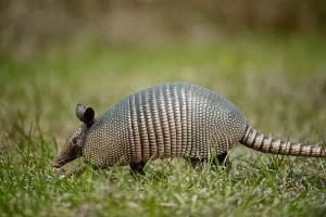 Animals That Start With A