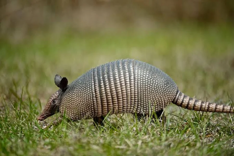 Animals That Start With A