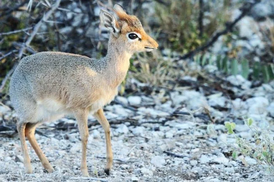 Animals That Start With D