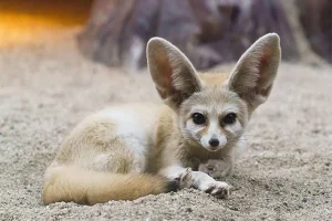 Animals That Start With F
