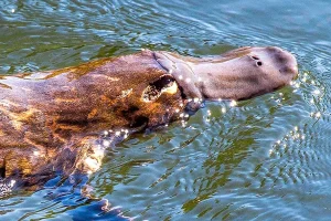Animals That Start With P