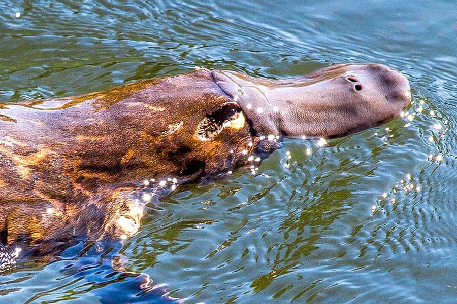 Animals That Start With P