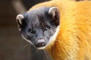 Animals That Start With Y