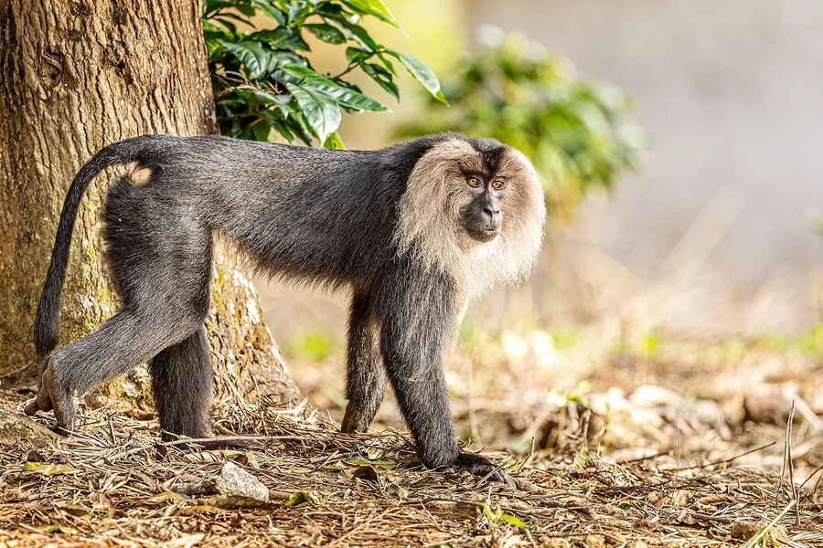 Animals in India