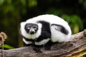 Black And White Animals
