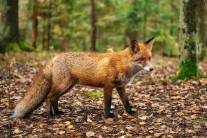 Forest Animals