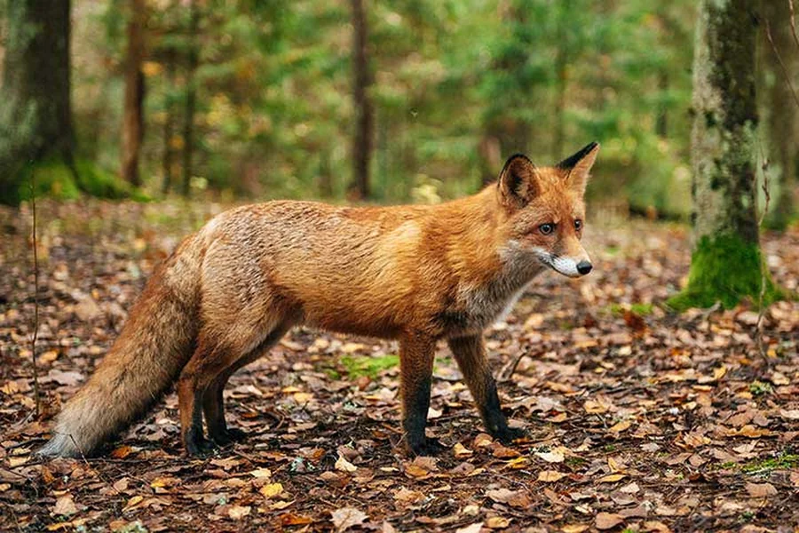 Forest Animals