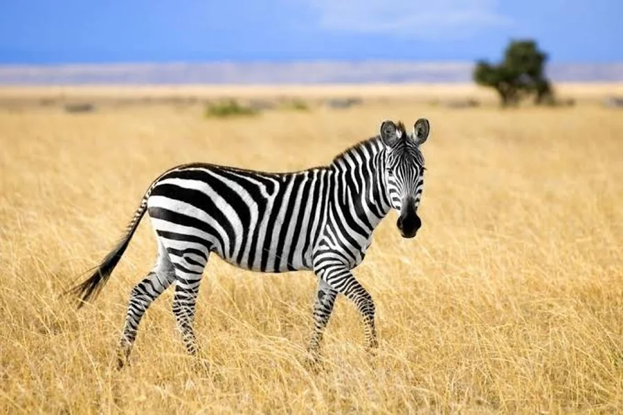 Grassland Animals