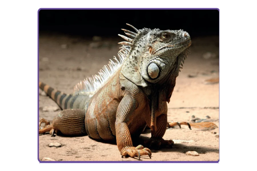 Mexican Animals 15 Amazing Species Found in Mexico