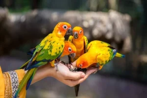 Puerto Rico Animals