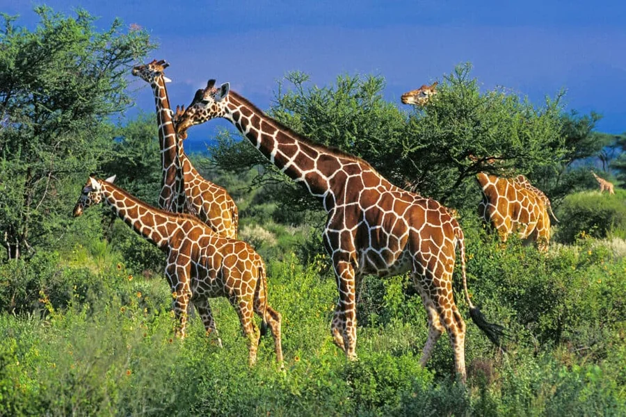 Savanna Animals