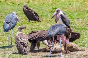 Scavenger Animals
