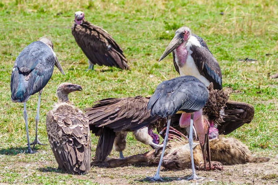 Scavenger Animals