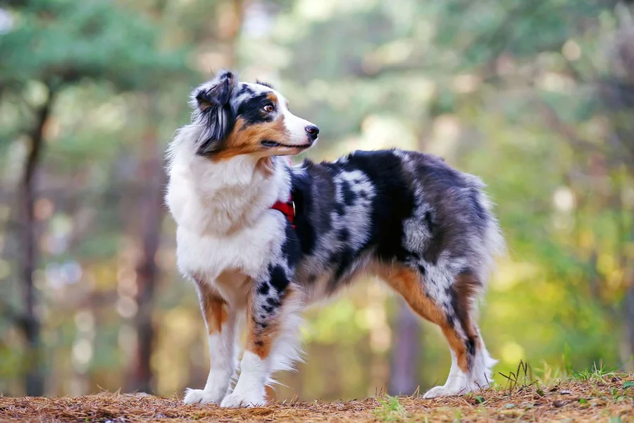 Shepherd Breeds