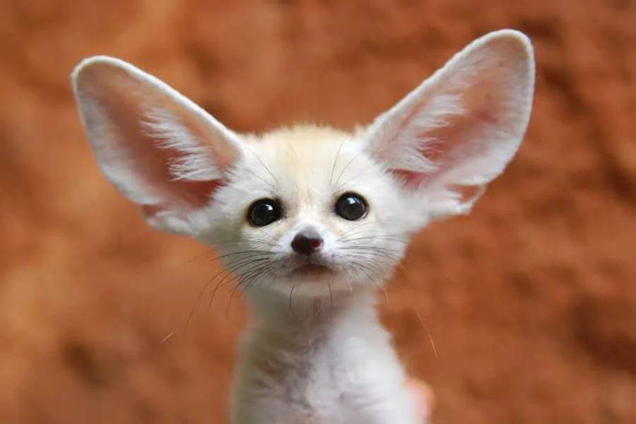 Small Animals Types, Habitats, Diet, and Unique Traits