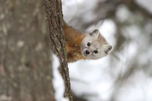 Taiga Animals