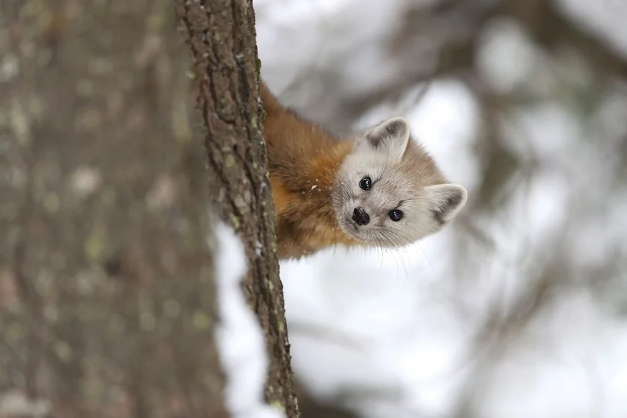 Taiga Animals