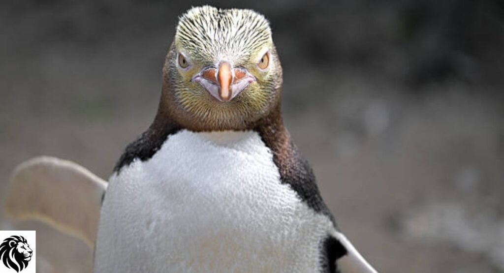 Yellow-Eyed Penguin