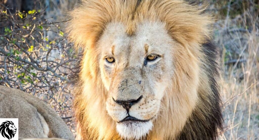 African Lion