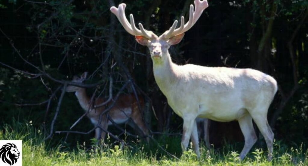 Albino Deer
