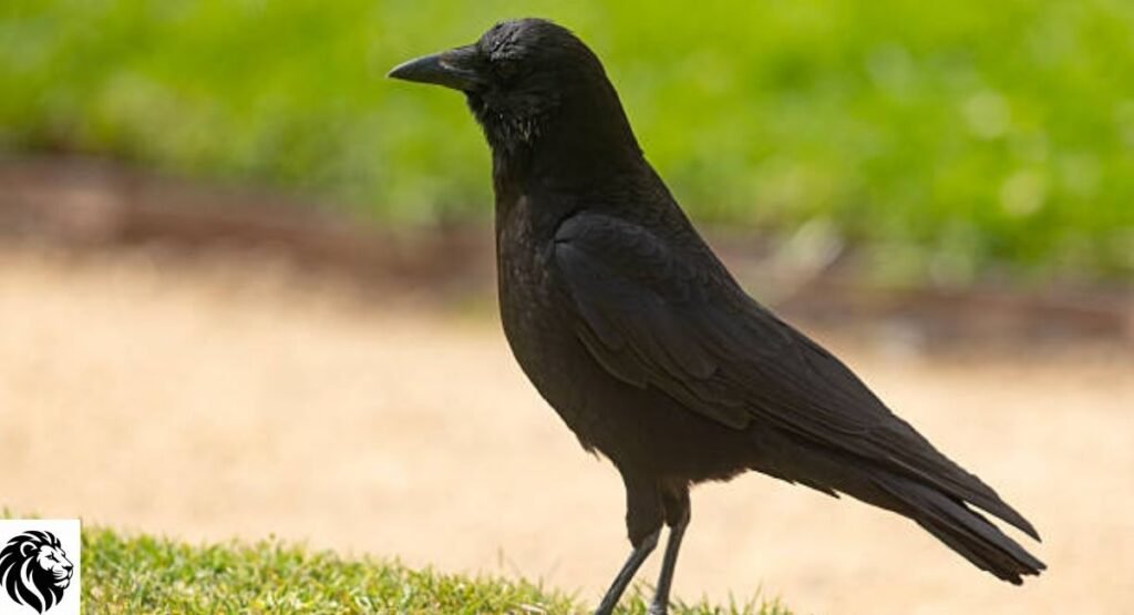 American Crow