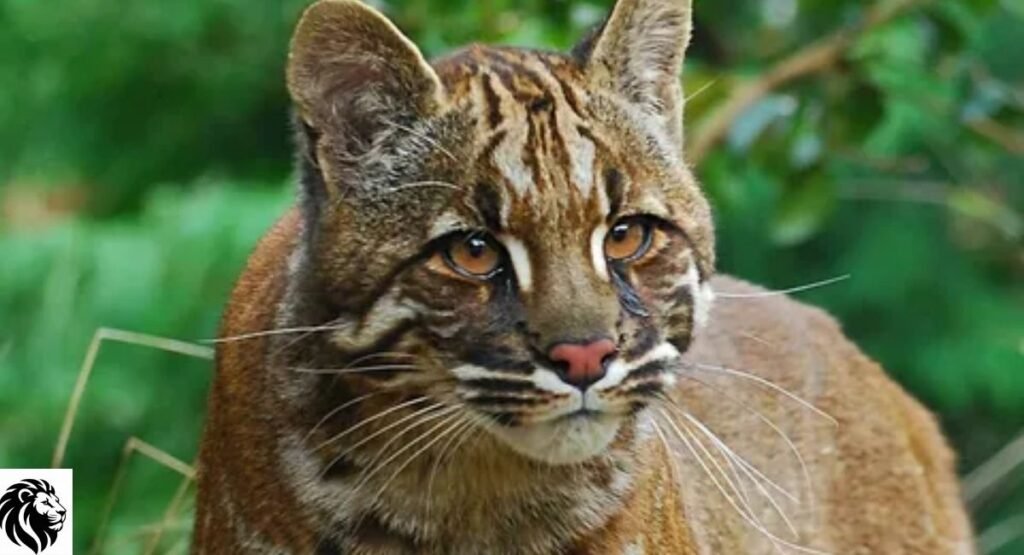 Asian Golden Cat