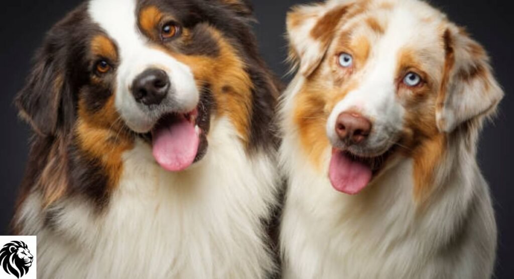 Australian Shepherd