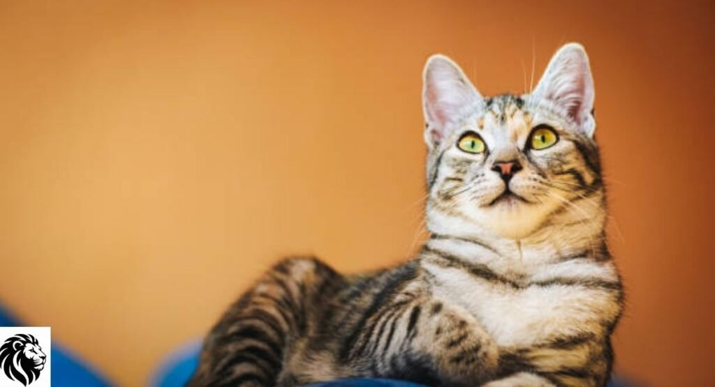Bengal Cat