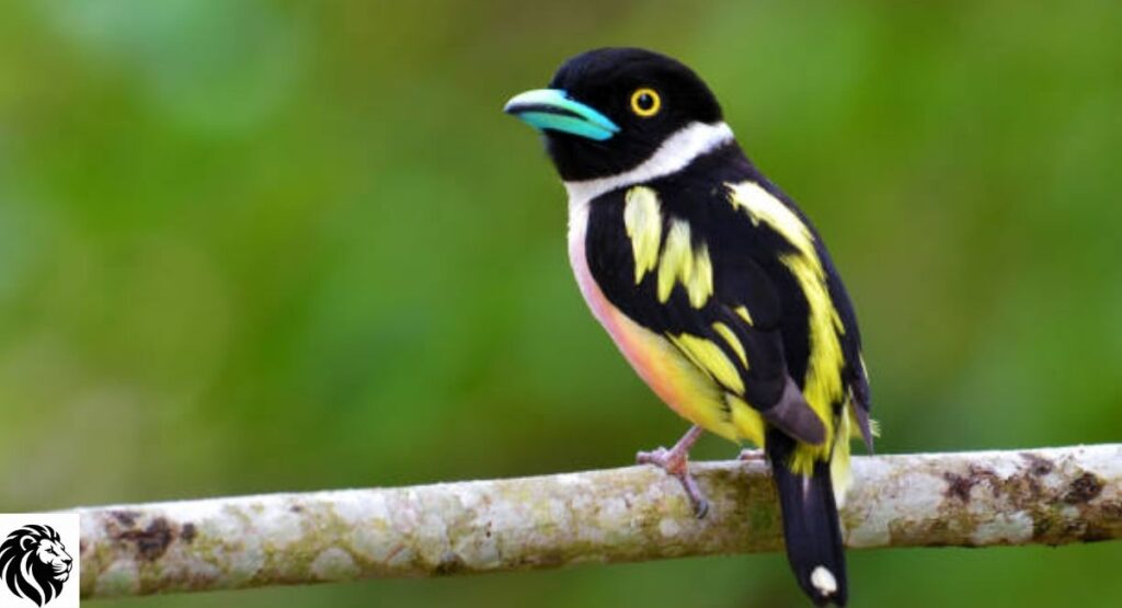 Black-and-Yellow Broadbill