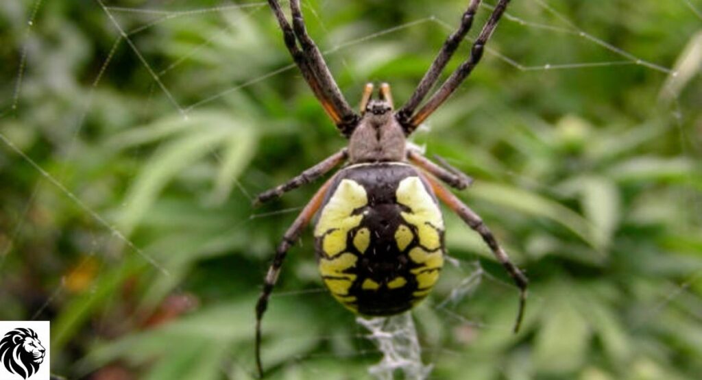Black-and-Yellow Garden Spider