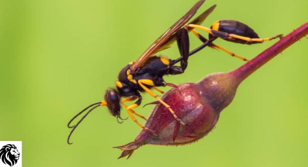 Black-and-Yellow Mud Dauber