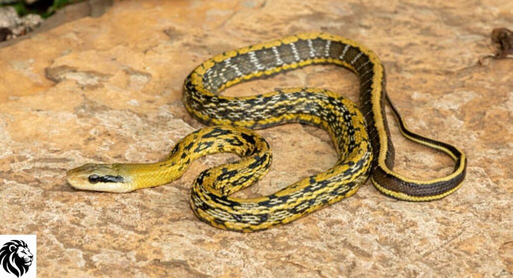 Black-and-Yellow Racer
