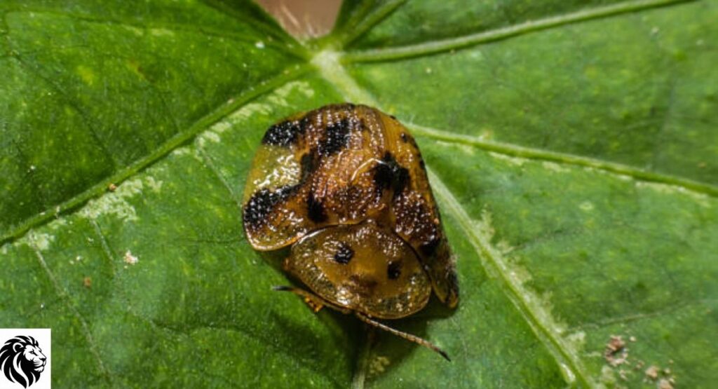 Black-and-Yellow Tortoise Beetle
