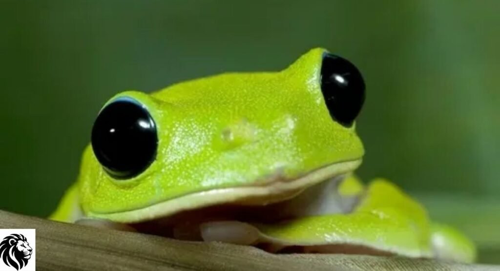 Black-Eyed Leaf Frog