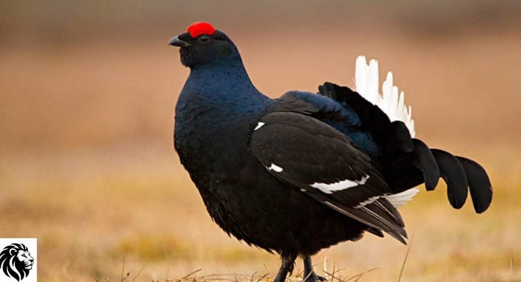 Black Grouse