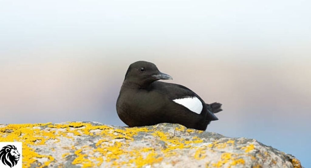 Black Guillemot