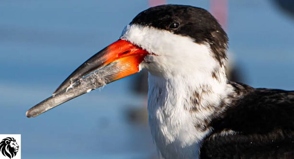 Black Skimmer