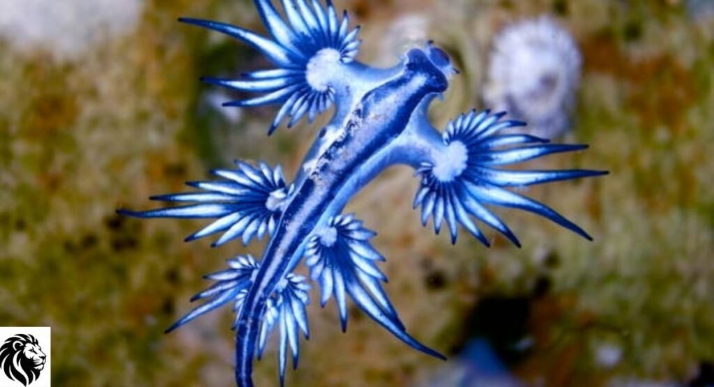 Blue Dragon Sea Slug