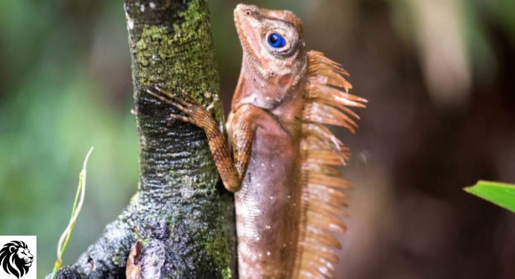 Blue-Eyed Anglehead Lizard