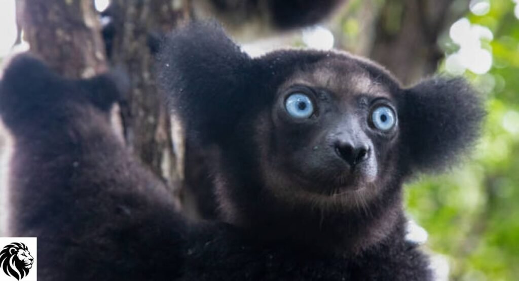 Blue-Eyed Black Lemur
