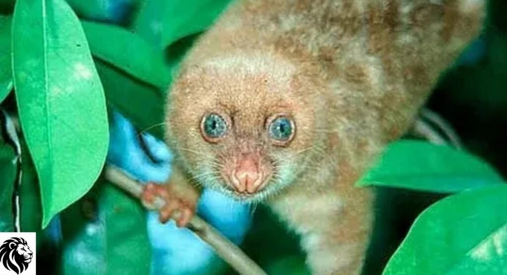 Blue-Eyed Cuscus